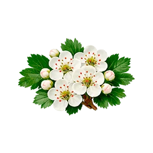 Cardiflex — espino blanco, flor (Crataegus monogyna)